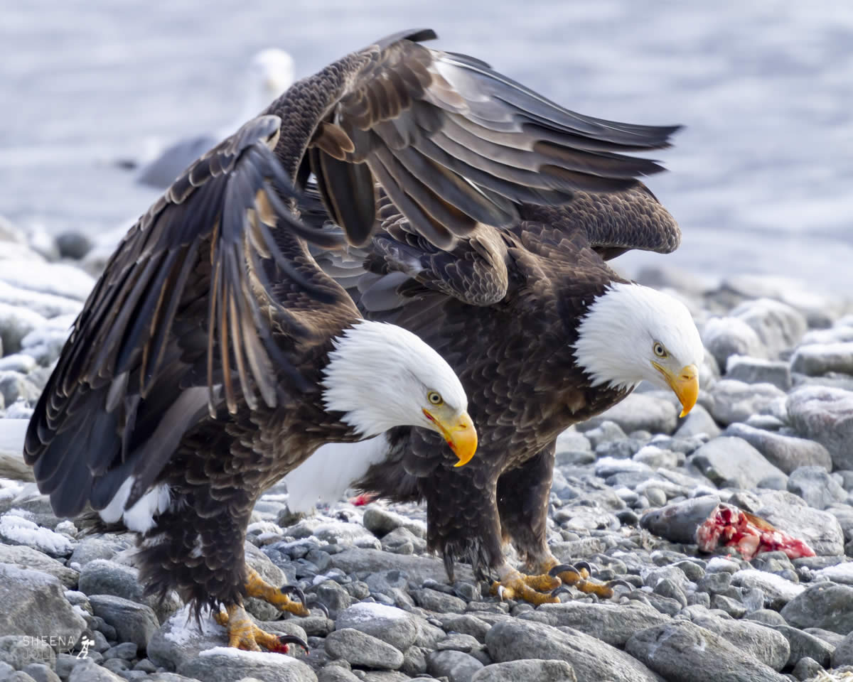 The Powerful Bald Eagle.jpg - Yellowstone & Utah